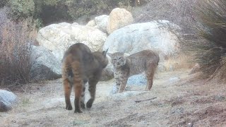 Bobcats Screaming  Courtship Battle [upl. by Maurreen883]