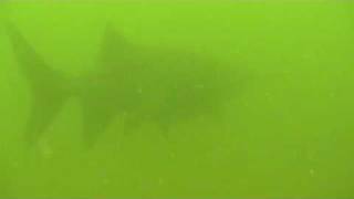 Paddlefish Swimming in Hemms Lake  Piqua OH [upl. by Aisital]