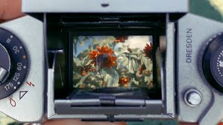 Summer Through the Viewfinder of a 50 year old Camera shorts [upl. by Haimehen]