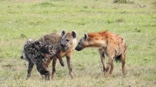 Spotted Hyena greeting carefully [upl. by Fruin]