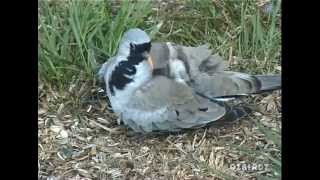 Namaqua Dove [upl. by Brock]