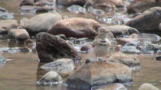 Alouette calandrelle Calandrella brachydactyla rubiginosa Greater Shorttoed Lark [upl. by Serle]