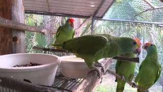 Juvenile Red Browed Amazon Parrots Breakfast [upl. by Dnivra794]