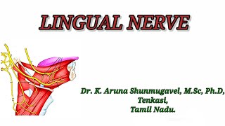 Lingual Nerve  Course  Area of supply  Surface Anatomy  Clinical Anatomy  Animated video [upl. by Kassi]