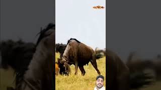 Trending video shortvideo wildebeest hyena السنوريات animals wildlife krugersightings kruger [upl. by Yanaton971]