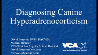 Diagnosing Canine Hyperadrenocorticism Podcast [upl. by Tahmosh]