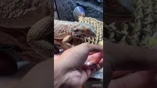 Neglected dying bearded dragon rescue [upl. by Ahsanat]