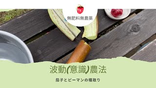 茄子とピーマンの種取り！簡単なので是非！種苗法で禁止されているものはやらないでください種採取家庭菜園 無肥料無農薬野菜 [upl. by Artemas]