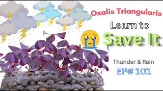 Expert Gardener Shares Top Tips to Save Oxalis Triangularis from Rain ep101 [upl. by Arielle]