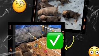 Discover the Secret to Perfect Whelper Box Setup for Whelping Puppies [upl. by Rennob931]