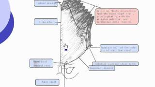 03 External oblique muscle Abdomen [upl. by Jovita652]