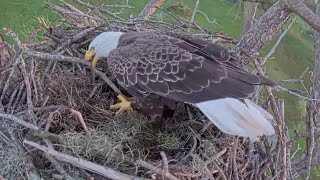 M15 brings big branch for nest  SWFL Eagles  Oct 12 2024 [upl. by Siramed]