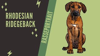 Rhodesian Ridgeback  Video Rasseportrait [upl. by Engedus]