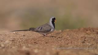 Namaqa Dove  תורית זנבתנית [upl. by Dickerson]