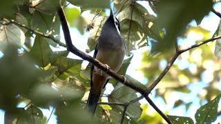 20240106  五城山  白耳畫眉Heterophasia auricularis 神仙鳥；山中湖文筆山將軍嶺五城山太極嶺 O 形 1 [upl. by Ayekel]