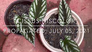 Update Cissus Discolor and Passiflora Trifasciata Propagations [upl. by Atikim942]