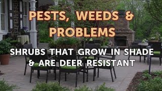 Shrubs That Grow in Shade amp Are Deer Resistant [upl. by Yuria352]