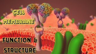 Natural composition of cell membrane [upl. by Carper]