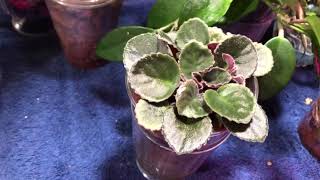 Indoor amp Outdoor Plants in Lava Rock SemihydroPassive Hydroponics [upl. by Bodwell]