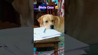 Cuteness 😍song music love coco doglover cute labrador trending pets dog trend shortvideo [upl. by Aria]