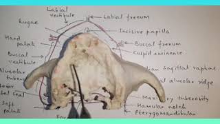 BIOLOGICAL CONSIDERATIONS OF MAXILLA AND MANDIBLE [upl. by Katlaps]