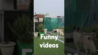 funny animal videos bear grills prajnan ka waqt dogbchasing pigeons [upl. by Brien382]