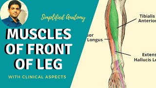 MUSCLES OF FRONT OF LEG  SIMPLIFIED  Anterior Compartment Clinical Anatomy [upl. by Yerdna]