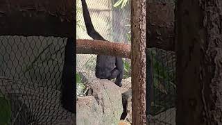 GIBBONS KANSAS CITY ZOO [upl. by Aymahs]