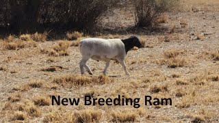 New Dorper Sheep Ram for our Commercial flock [upl. by Eenehs]