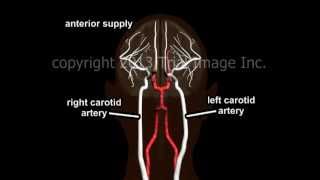 Blood Supply to the Brain  Animation and Narration by Dr Cal Shipley MD [upl. by Ginsberg]