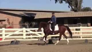 Matthias Schwarz riding in Dr Cooks Bitless Bridle [upl. by Goldwin]