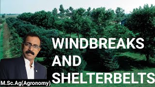 WINDBREAKS AND SHELTERBELTS [upl. by Vernita]