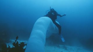 Pyrosome  unusual and glowing colonies in the ocean [upl. by Uhayile]