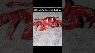 Ghost Crab StridulationSound producing mechanism [upl. by Mattah]