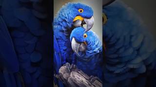 The Majestic Blue Unveiling the Hyacinth Macaw  shorts information macawparrot animals [upl. by Assirok384]