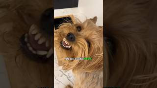 The Dark Side of Yorkies Vicious Attack Caught on Camera shorts [upl. by Elletnahs984]