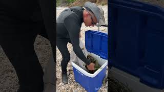 Collecting eelgrass for restoration [upl. by Guttery]