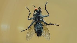 Bzučivka obecná  The Blue Bottle Fly Calliphora vicina [upl. by Benedic]