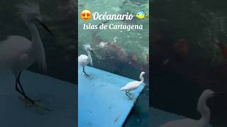 Oceanario de Cartagena 🐠🏖️ cartagena travel parati colombia vacaciones reels youtubeshorts [upl. by Ettelra805]