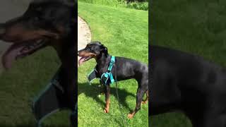 Doberman vs Harness [upl. by Steiner]