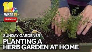 Parsley sage rosemary and thyme planting an herb garden at home [upl. by Ikcir]