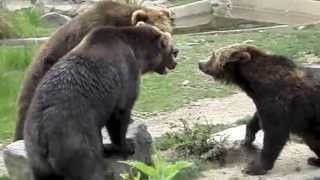 Bear Fight at the Bronx Zoo [upl. by Aihsenak105]