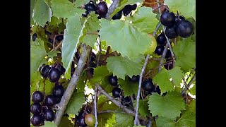 Florida Muscadine Grapes ready to harvest [upl. by Giffie]