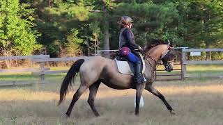 Guide  2016 Mare Buckskin International Sporthorse Oldenburg NA 15hh For sale [upl. by Voe]