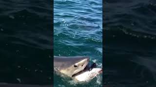 Great White Shark Bite In Super Slow Motion [upl. by Cleodell935]