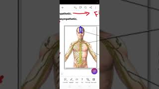 Nervous system CNSAnatomy 1 Lect5 Level 1 [upl. by Millard928]