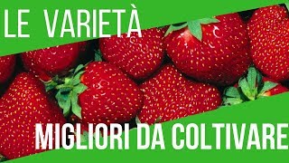 COLTIVARE LE FRAGOLE  LE MIGLIORI VARIETÀ TUTTI I TRUCCHI  ORTO E GIARDINAGGIO [upl. by Ardnosal]