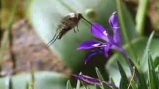 Nature of the Hoverfly and Butterfly  David Attenborough  BBC Studios [upl. by Notxarb238]