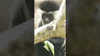 King Colobus Monkey [upl. by Tamera649]