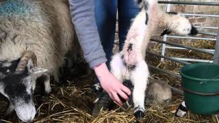 Lambing 2016 [upl. by Schou]